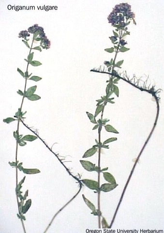 marjoram, wild